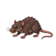 Giant Rat